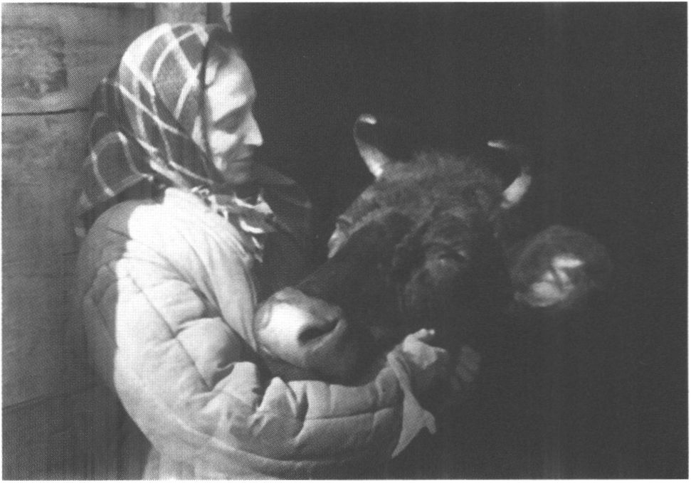 Нонна Петровна с коровой Дочкой во Внукове